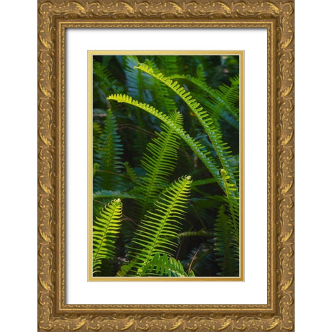 Florida-Ferns Gold Ornate Wood Framed Art Print with Double Matting by Miller, Anna
