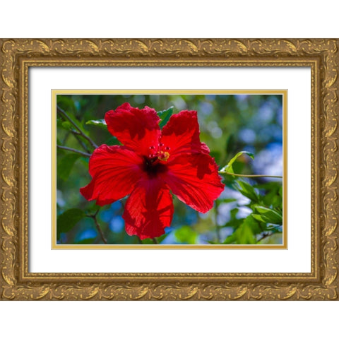 Florida- Hibiscus Flower Gold Ornate Wood Framed Art Print with Double Matting by Miller, Anna
