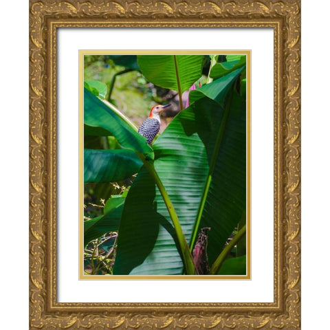 Florida- Woodpecker among Banana Leaves Gold Ornate Wood Framed Art Print with Double Matting by Miller, Anna