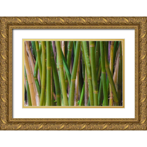 Florida-Bamboo Grove Trunks Gold Ornate Wood Framed Art Print with Double Matting by Miller, Anna