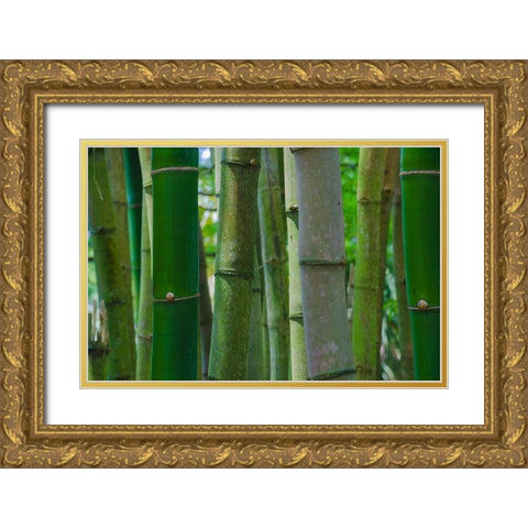 Florida-Bamboo Grove Trunks Gold Ornate Wood Framed Art Print with Double Matting by Miller, Anna
