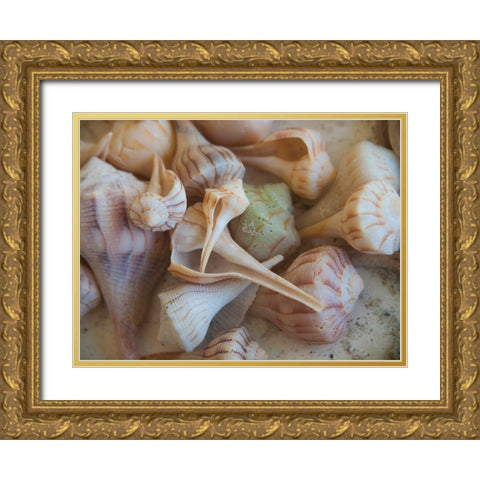 Shells Gathered on Beaches of Sanibel Island-Florida-USA Gold Ornate Wood Framed Art Print with Double Matting by Miller, Anna