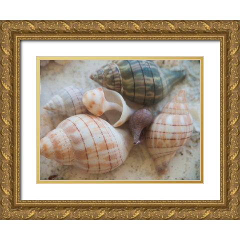 Shells Gathered on Beaches of Sanibel Island-Florida-USA Gold Ornate Wood Framed Art Print with Double Matting by Miller, Anna