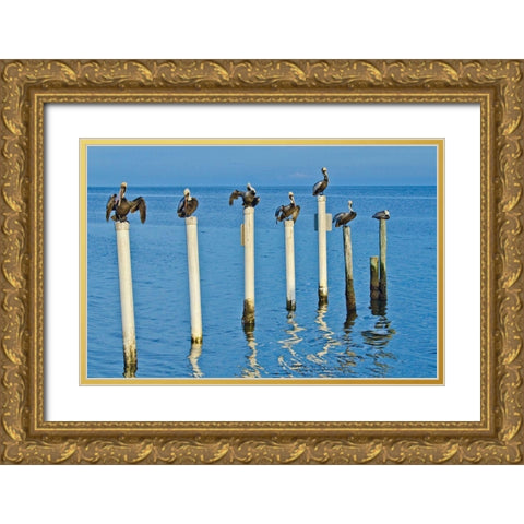 Florida-Cedar Key-Brown Pelicans Perched on Post Gold Ornate Wood Framed Art Print with Double Matting by Friel, Bernard