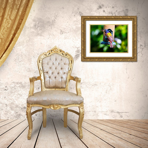 Florida-Immokalee-Midney Home-Painted Bunting Gold Ornate Wood Framed Art Print with Double Matting by Friel, Bernard
