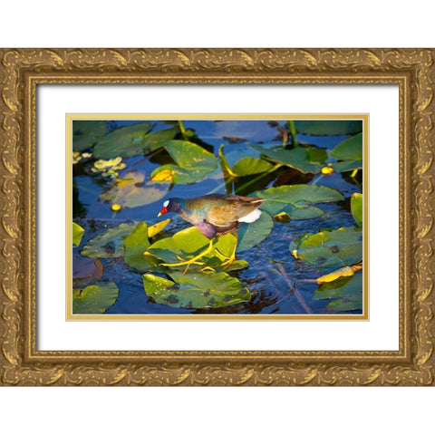 Florida-Sarasota-Celery Fields-Purple Gallinule Gold Ornate Wood Framed Art Print with Double Matting by Friel, Bernard