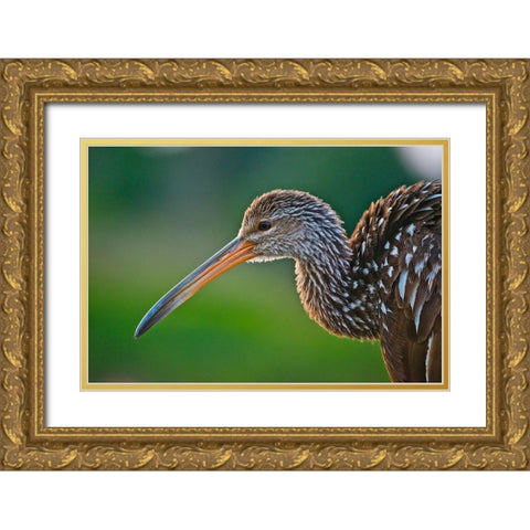 Florida-Sarasota-Celery Fields-Limpkin-on Boardwalk Railing Gold Ornate Wood Framed Art Print with Double Matting by Friel, Bernard