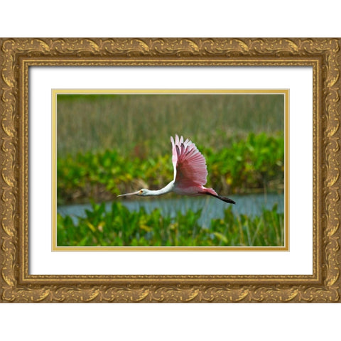 Florida-Sarasota-Celery Fields-Roseate Spoonbill-Flying Gold Ornate Wood Framed Art Print with Double Matting by Friel, Bernard