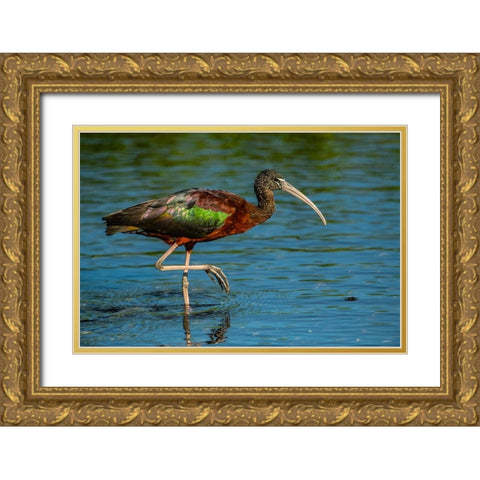 USA-Florida-Sarasota-Myakka River State Park-Glossy Ibis Gold Ornate Wood Framed Art Print with Double Matting by Friel, Bernard