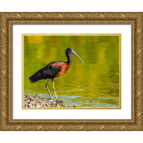 USA-Florida-Sarasota-Myakka River State Park-Glossy Ibis Gold Ornate Wood Framed Art Print with Double Matting by Friel, Bernard