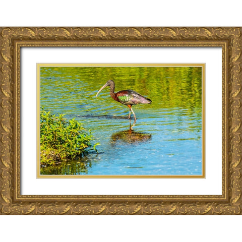 USA-Florida-Sarasota-Myakka River State Park-Wading Bird-Feeding-Glossy Ibis Gold Ornate Wood Framed Art Print with Double Matting by Friel, Bernard
