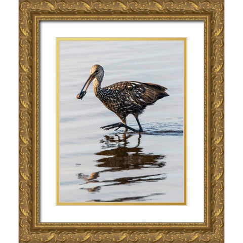 USA-Florida-Sarasota-Myakka River State Park-Limpkin Feeding on Apple Snail Gold Ornate Wood Framed Art Print with Double Matting by Friel, Bernard