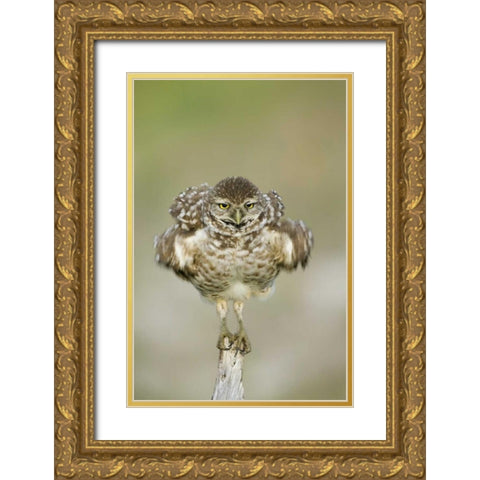 FL, Cape Coral, Burrowing owl shakes its feathers Gold Ornate Wood Framed Art Print with Double Matting by Anon, Ellen