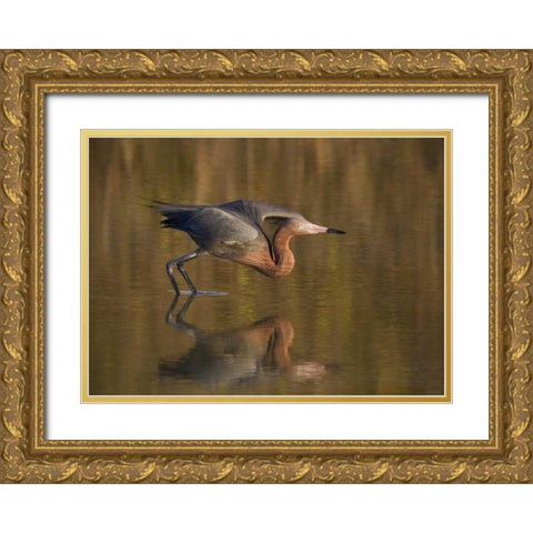 FL, Ft Myers Beach, Reddish egret take off Gold Ornate Wood Framed Art Print with Double Matting by Anon, Ellen