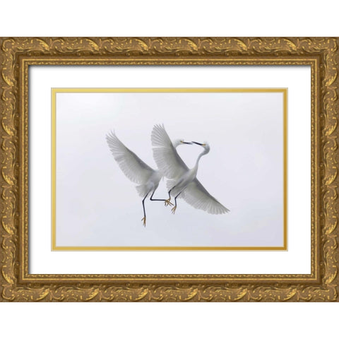 FL, Two snowy egrets with outstretched wings Gold Ornate Wood Framed Art Print with Double Matting by Anon, Ellen