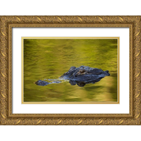FL, St Augustine American alligator Gold Ornate Wood Framed Art Print with Double Matting by Morris, Arthur