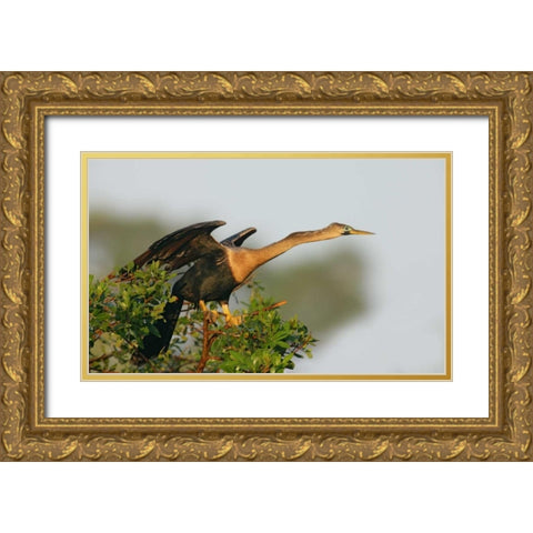 FL, Venice Anhinga female about to take flight Gold Ornate Wood Framed Art Print with Double Matting by Morris, Arthur