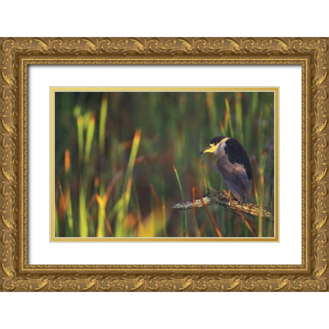 FL, Everglades NP Black-crowned night heron Gold Ornate Wood Framed Art Print with Double Matting by Morris, Arthur