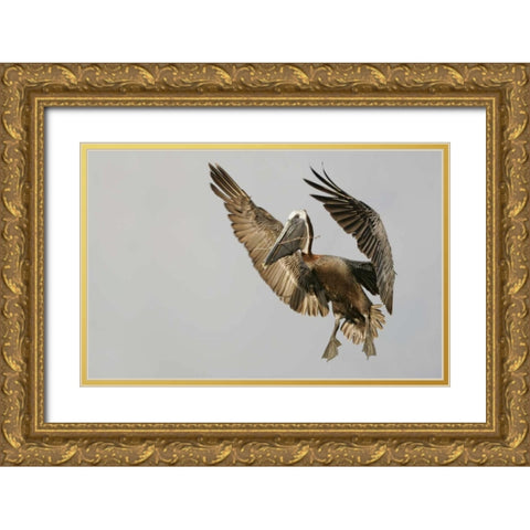 FL Brown pelican flying with nest material Gold Ornate Wood Framed Art Print with Double Matting by Morris, Arthur