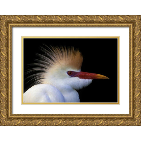 FL, St Augustine Cattle egret in white plumage Gold Ornate Wood Framed Art Print with Double Matting by Morris, Arthur