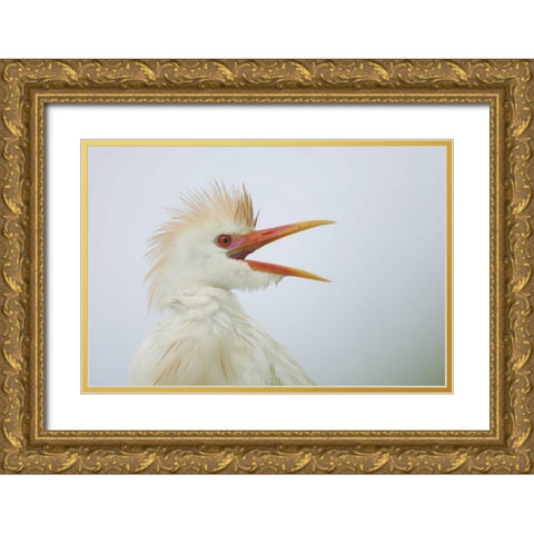 FL, St Augustine Portrait of cattle egret Gold Ornate Wood Framed Art Print with Double Matting by Morris, Arthur