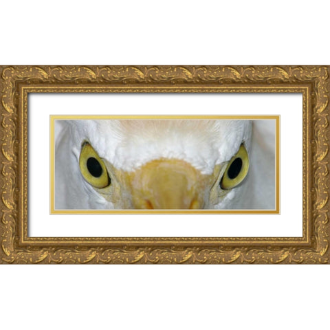 Florida, Kissimee Cattle egrets staring eyes Gold Ornate Wood Framed Art Print with Double Matting by Morris, Arthur