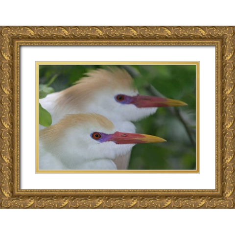 FL, St Augustine Portrait of two cattle egrets Gold Ornate Wood Framed Art Print with Double Matting by Morris, Arthur