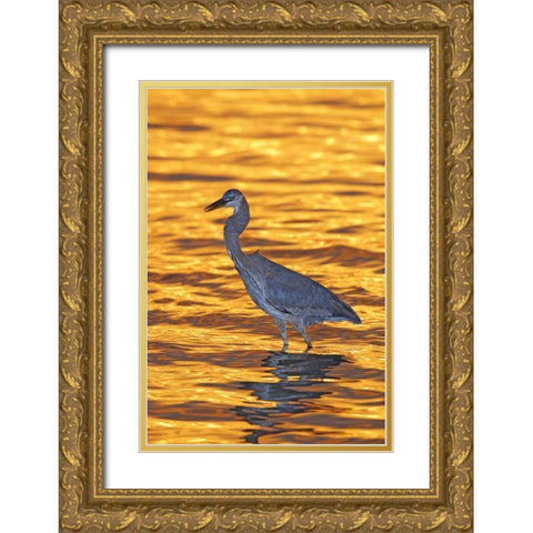 FL, Fort De Soto Park Great blue heron at sunset Gold Ornate Wood Framed Art Print with Double Matting by Morris, Arthur