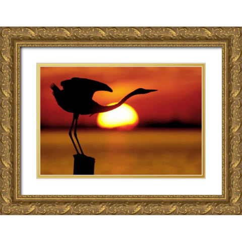 FL, Fort De Soto Silhouette of great blue heron Gold Ornate Wood Framed Art Print with Double Matting by Morris, Arthur