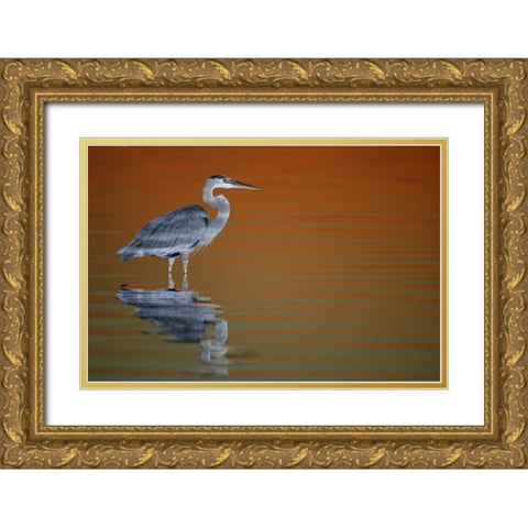 FL, Fort De Soto Park Great blue heron at sunset Gold Ornate Wood Framed Art Print with Double Matting by Morris, Arthur