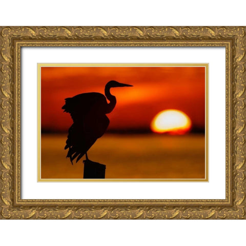 FL, St Petersburg, Silhouette of great blue heron Gold Ornate Wood Framed Art Print with Double Matting by Morris, Arthur