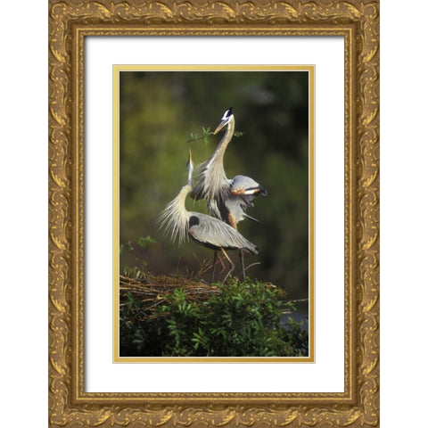 FL, South Venice Great blue herons in courtship Gold Ornate Wood Framed Art Print with Double Matting by Morris, Arthur