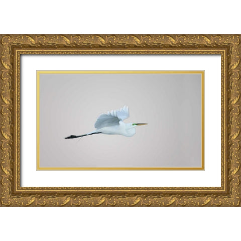FL, South Venice Flying great egret in flight Gold Ornate Wood Framed Art Print with Double Matting by Morris, Arthur