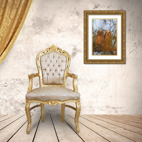 FL, De Soto Great horned owlets sit on tree limb Gold Ornate Wood Framed Art Print with Double Matting by Morris, Arthur
