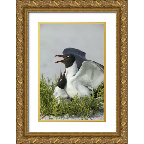 Florida, Egmont Key SP Laughing gulls mating Gold Ornate Wood Framed Art Print with Double Matting by Morris, Arthur