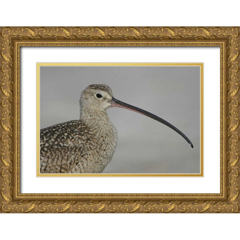 FL, Fort De Soto Park, Long-billed curlew Gold Ornate Wood Framed Art Print with Double Matting by Morris, Arthur