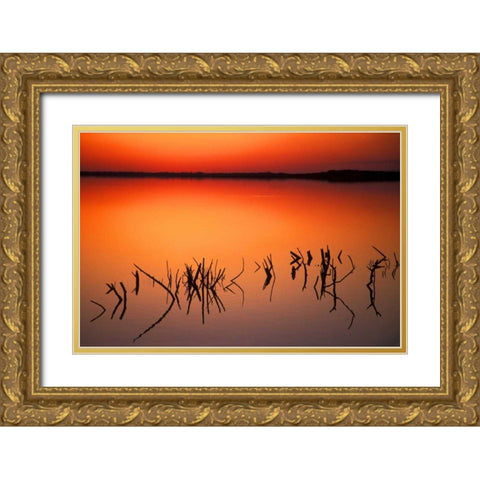 FL, Silhouettes of  brancheson Lake Apopka Gold Ornate Wood Framed Art Print with Double Matting by Morris, Arthur