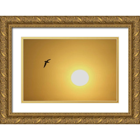 FL, Titusville, Ring-billed gull at sunrise Gold Ornate Wood Framed Art Print with Double Matting by Morris, Arthur