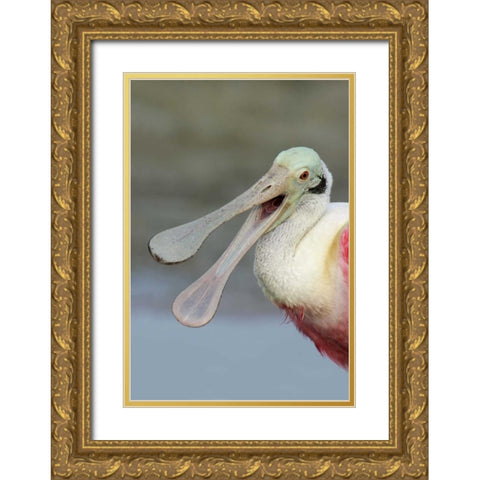 FL, Fort De Soto Park Laughing roseate spoonbill Gold Ornate Wood Framed Art Print with Double Matting by Morris, Arthur