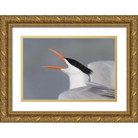 Florida, Fort De Soto Park Royal tern calling Gold Ornate Wood Framed Art Print with Double Matting by Morris, Arthur