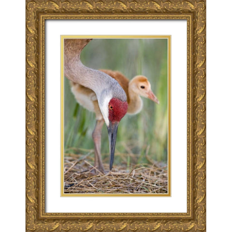 FL, Indian Lake Estates Sandhill crane and chick Gold Ornate Wood Framed Art Print with Double Matting by Morris, Arthur