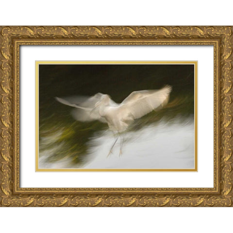 FL, St Augustine Abstract of snowy egret landing Gold Ornate Wood Framed Art Print with Double Matting by Morris, Arthur