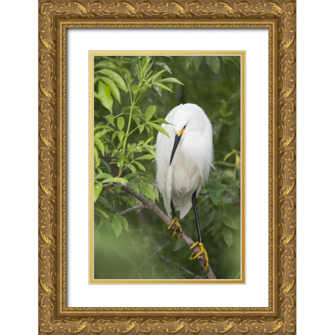 FL, St Augustine Snowy egret on tree limb Gold Ornate Wood Framed Art Print with Double Matting by Morris, Arthur
