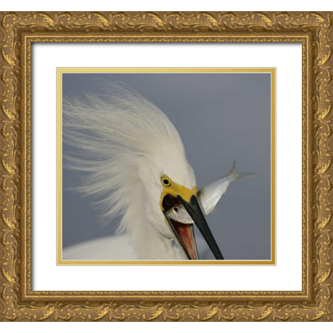 FL, Sanibel Head Snowy egret swallowing baitfish Gold Ornate Wood Framed Art Print with Double Matting by Morris, Arthur