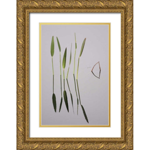FL, Melbourne Water plants in the Viera Wetlands Gold Ornate Wood Framed Art Print with Double Matting by Morris, Arthur