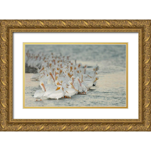 Florida, PlacidaWhite pelicans on sandbar Gold Ornate Wood Framed Art Print with Double Matting by Morris, Arthur