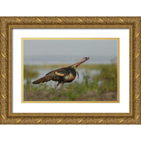 FL Wild turkey charging at a threat Gold Ornate Wood Framed Art Print with Double Matting by Morris, Arthur