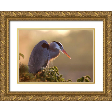 FL, Wakodahatchee Great blue heron on a tree Gold Ornate Wood Framed Art Print with Double Matting by Zuckerman, Jim
