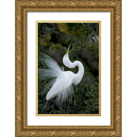 FL, St Augustine Great egret sky pointing Gold Ornate Wood Framed Art Print with Double Matting by Zuckerman, Jim