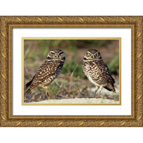 FL, Sanibel Island Burrowing owls pair by burrow Gold Ornate Wood Framed Art Print with Double Matting by Welling, Dave